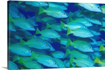 Hawaii, School Of Blue Stripe Snapper (Lutjanus Kasmira)