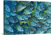 Hawaii, School Of Bluestripe Snapper (Lutjanus Kasmira)