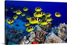 Hawaii, Schooling Raccoon Butterflyfish (Chaetodon Lunula)