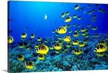 Hawaii, Schooling Raccoon Butterflyfish (Chaetodon Lunula)
