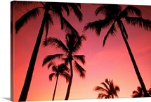 Hawaii, Silhouette Of Palm Trees At Sunset, Pink Sky