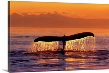Humpback Whale Fluke @ Sunset Inside Passage SE AK Summer