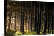 Light through the Forest