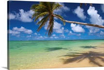 Lone Palm Tree Leaning Over Beach With Shadow