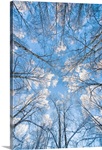 Looking up through hoarfrost covered birch trees in Russian Jack Park, Anchorage, Alaska