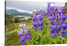 Lupine Flowers Near Lost Lake, Seward, Chugach National Forest, Southcentral, Alaska