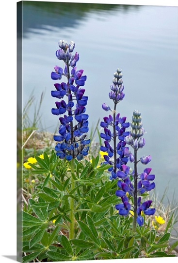 Lupine flowers, Southwest Alaska, Summer