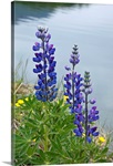 Lupine flowers, Southwest Alaska, Summer