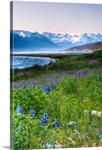 Lupines just outside of Haines, Alaska