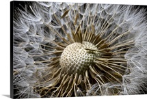 Macro view of a Dandilion flower gone to seed Alaska
