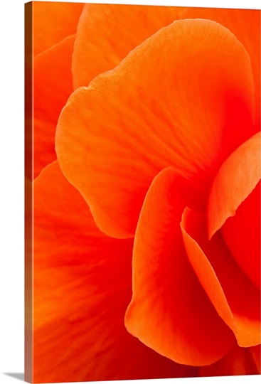 Macro view of an orange begonia flower during Summer