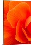 Macro view of an orange begonia flower during Summer