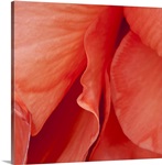 Macro view of red Begonia Petals Girdwood Southcentral Alaska Summer