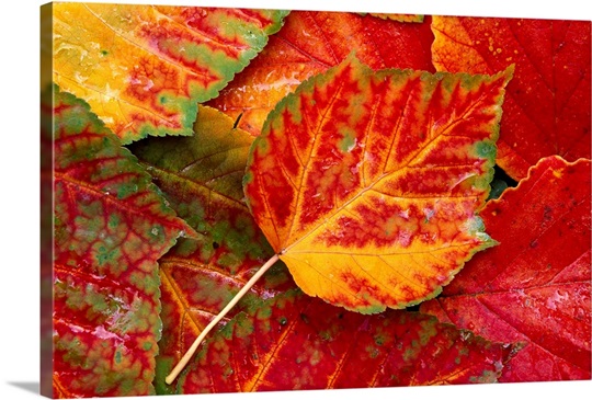 Maple Leaves