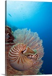 Micronesia, Palau, Chambered Nautilus (Nautilus Pompilius) Floating Among Coral