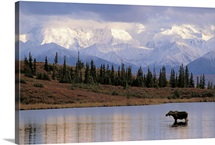 Moose Cow in Wonder Lake Denali NP Interior AK