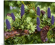 Newly sprouted spruce cones grow amidst last years cones in Glen Alps