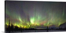 Northern Lights And Spruce Trees In Broad Pass, Southcentral Alaska