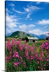 Old Cabin in Fireweed, Summer, Alaska