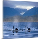 Orca Whales surface in Alaskas Inside passage with the Coastal Range and Eagle Glacier