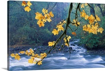 Oregon, Cascade Mountain Range, Yellow Autumn Leaves With Stream