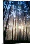 Oregon, Eugene, Spencer Butte Park, Sunburst Through Trees In Forest