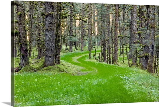 Overgrown old road through spruce forest covered in moss Kodiak Island Southwest Alaska