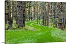 Overgrown old road through spruce forest covered in moss Kodiak Island Southwest Alaska