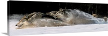 Pack of Grey Wolves Running Through Deep Snow
