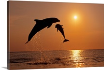 Pair Of Bottle Nose Dolphins Jumping At Sunset, Roatan, Honduras