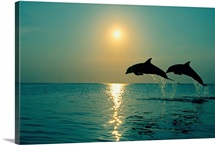 Pair Of Bottle Nose Dolphins Jumping At Sunset, Roatan, Honduras