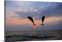 Pair of Bottle Nose Dolphins Jumping @ Sunset Roatan Honduras Summer Backlit