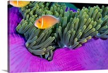 Palau, Anemonefish In Pink Anemone