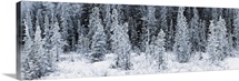 Panoramic view of hoar frost covered spruce trees in Chugach State Park
