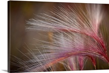 Pink grass in the Maclaren River Valley, Southcentral Alaska, Autumn