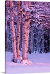 Pink Sunset light falling on Birch trees at Russian Jack Springs Park, Anchorage, AK