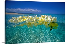 Plumeria Lei Floating On Ocean Surface