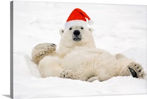 Polar Bear wearing Santa hat lying on its back in snow