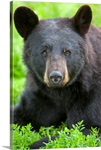 Portrait of a Black Bear at the Alaska Wildlife Conservation Center