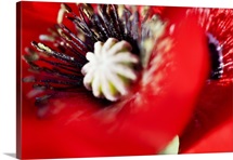 Potentilla Gibson's Scarlet, Close-Up Of Bright Red Blossom