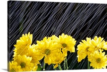 Raining On Yellow Daisies
