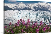 Scenic view of Matanuska Glacier and Chugach Mountains with wild Sweet Pea in foreground