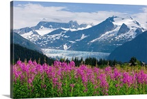 Scenic view of Mendenhall Glacier with Fireweed, Tongass National Forest