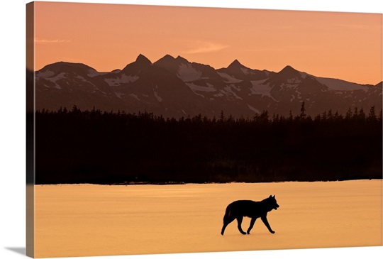 Silhouette of a wolf walking at sunset, Tongass National Forest, Southeast, Alaska