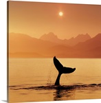 Silhouetted Humpback Whale Tail @ Sunset Lynn Canal AK SE Summer Coast Mtns