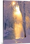 Small stream running through a hoarfrost covered forest
