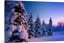 Snow covered spruce trees at sunset with pink alpenglow, Russian Jack Park, Anchorage