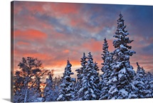 Snow on the Spruces