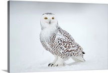 Snowy Owl on snow, Saint-Barthelemy, Quebec, Canada, Winter