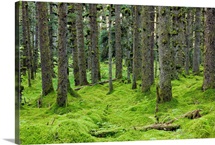 Spruce forest &amp; moss near coast Kodiak Island Southwest Alaska